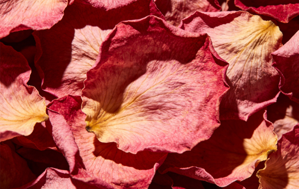 Pétales de rose