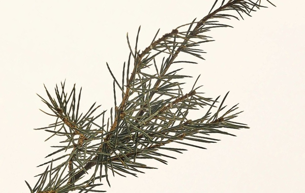 Brnches de pin