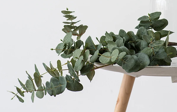 Feuilles d'eucalyptus